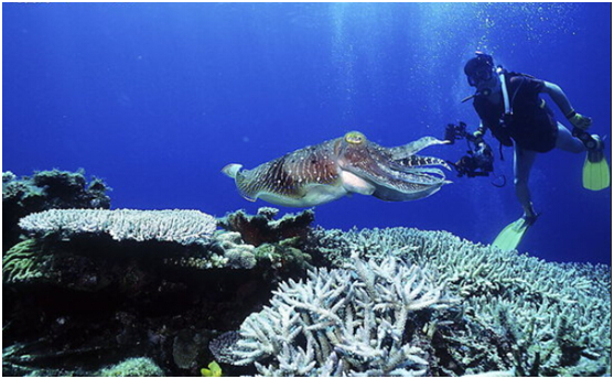 馬來(lái)西亞旅游攻略_馬來(lái)西亞旅游注意事項(xiàng)